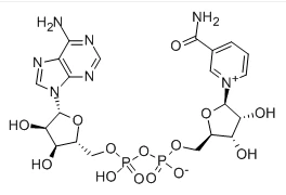 -Nicotinamide Adenine Dinucleotide CAS UIMH: 53-84-9